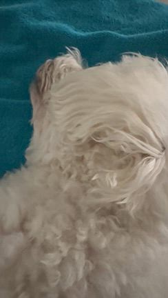 犬のいびきの記事動画