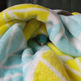 まだまだ赤ちゃんの画像