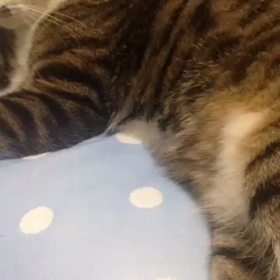 お寝んね政宗(*^_^*)の画像