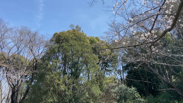2024.4.1一日一季語　囀（さえずり《さへづり》）　【春―動物―三春】の記事動画