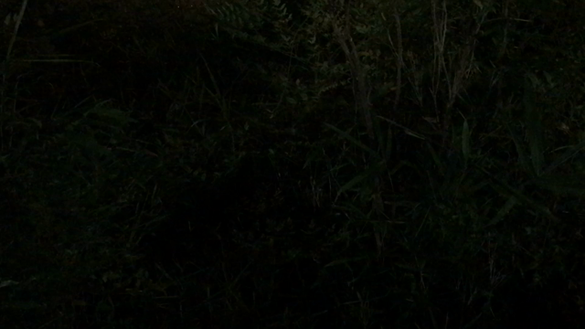 2019.8.27 一日一季語　虫（むし）【秋―動物―初秋】の記事動画