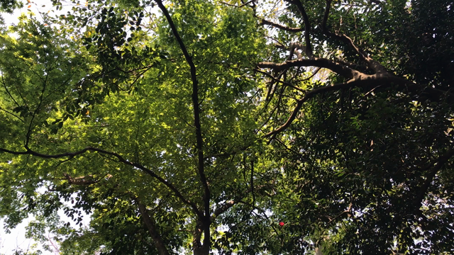 2019.4.14一日一季語　百千鳥（ももちどり）　　【春―動物―三春】の記事動画