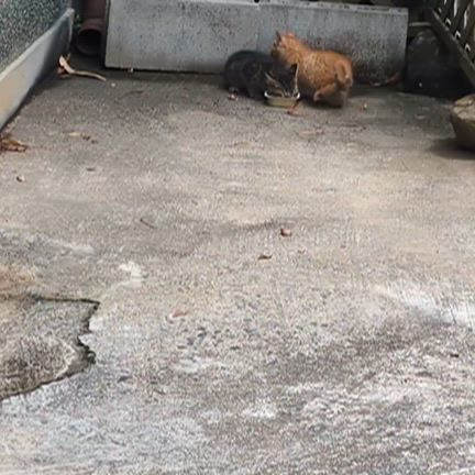 山の仔猫の保護の記事動画