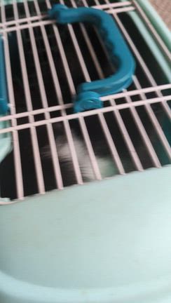 キャリーの中でお世話されてた猫の保護の記事動画