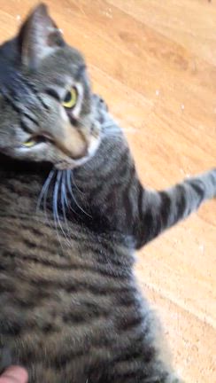 第87回【ねこ心譲渡会】参加猫さん②の記事動画