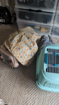 キャリーの中でお世話されてた猫の保護の記事動画