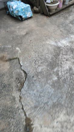 山の仔猫の保護の記事動画