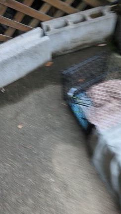 山の仔猫の保護の記事動画