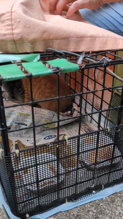 山の仔猫の保護の記事動画