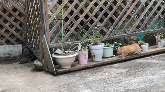 山の仔猫の保護の記事動画