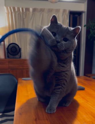 カミナリよりシッポの記事動画