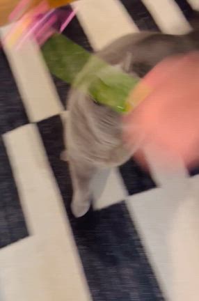 猫おもちゃ詰め合わせの記事動画