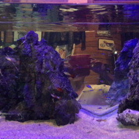 90センチ 熱帯魚 ナウの画像