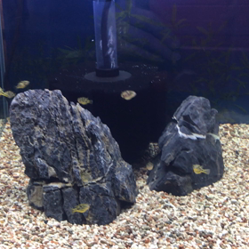 淡水フグ動画の画像