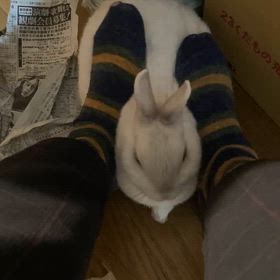 うさぎスクイーズの画像