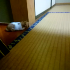 ダッシュ完全版！の画像