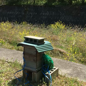 大量のみつばちが！の画像