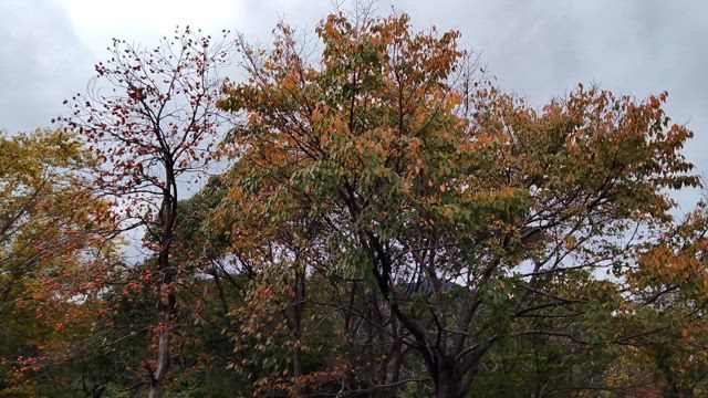 photoまとめの記事動画