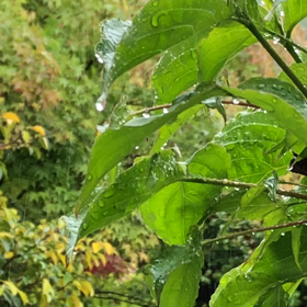 雨の画像