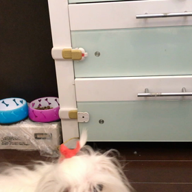 ひょっこりですの画像