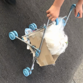 我が家にもキャリーカートがありましたっ！！の画像