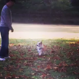 しつけの画像