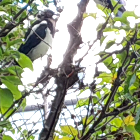 珍しい野鳥がやって来たの画像