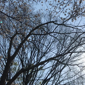 例年のように桜は咲くの画像