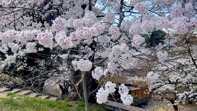 2026-4-8 鶴ヶ城　動画の記事動画