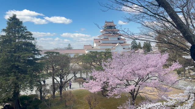 2026-4-8 鶴ヶ城　動画の記事動画