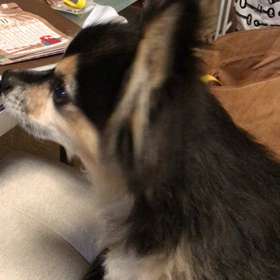 カユイカユイカユイカユイカユイカユイの画像