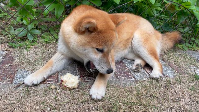 柴犬『まる』はすごいヤツの記事動画
