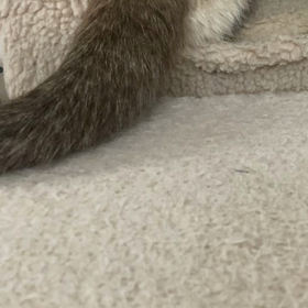 第16回かつお節の日(o^^o) 再々チャレンジの画像