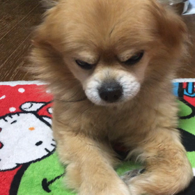 大晦日後半。ぽんちゃんありがとう。の画像