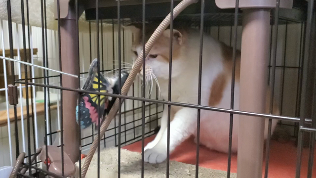 今の自分にできることの記事動画