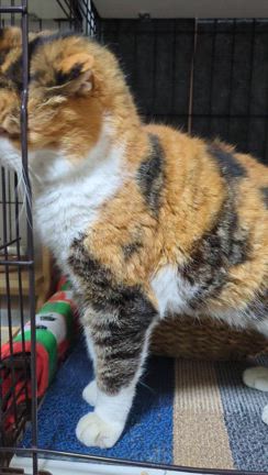 地域猫さんとの関わり方の記事動画
