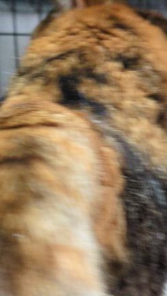 地域猫さんとの関わり方の記事動画