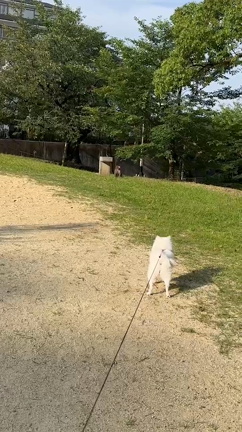 野生の猿VS愛犬ツキちゃんの動画の記事動画