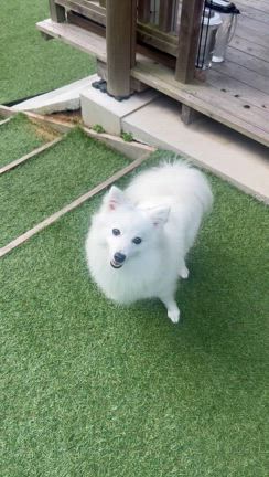 顔を洗う犬☆癒しの動画と写真『日本スピッツ』のツキちゃんの記事動画