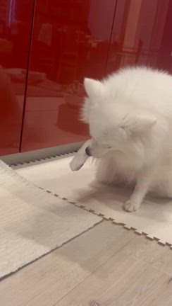 顔を洗う犬☆癒しの動画と写真『日本スピッツ』のツキちゃんの記事動画