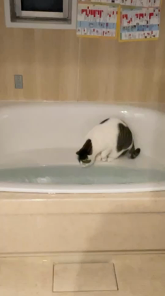 水が大好きな猫ちゃん♡愛猫がお風呂に落ちた♬の記事動画