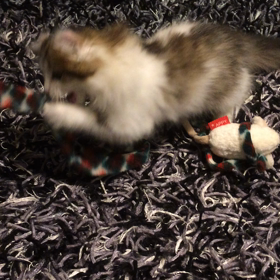 ニャンコ VS ねずみ。の画像