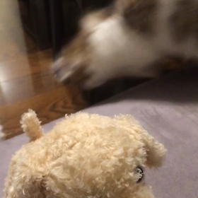 本日のニャンコさん。の画像