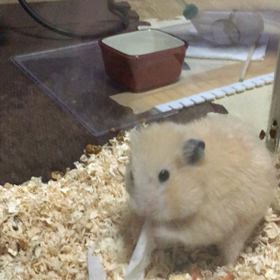 お掃除中はの画像