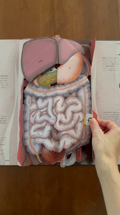 健康とエイジングケアの要！「腎臓ケア」ごはん。の記事動画