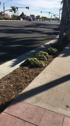 tokyo→californiaの記事動画