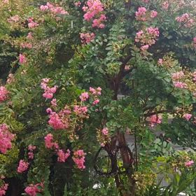 恵みの雨だから嬉しみ(*^^*)の画像