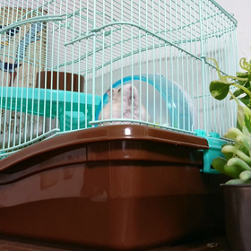 手のりきなこの画像