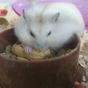 ピーナッツ大好き！の画像