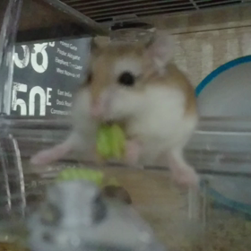 おかし大好き！の画像